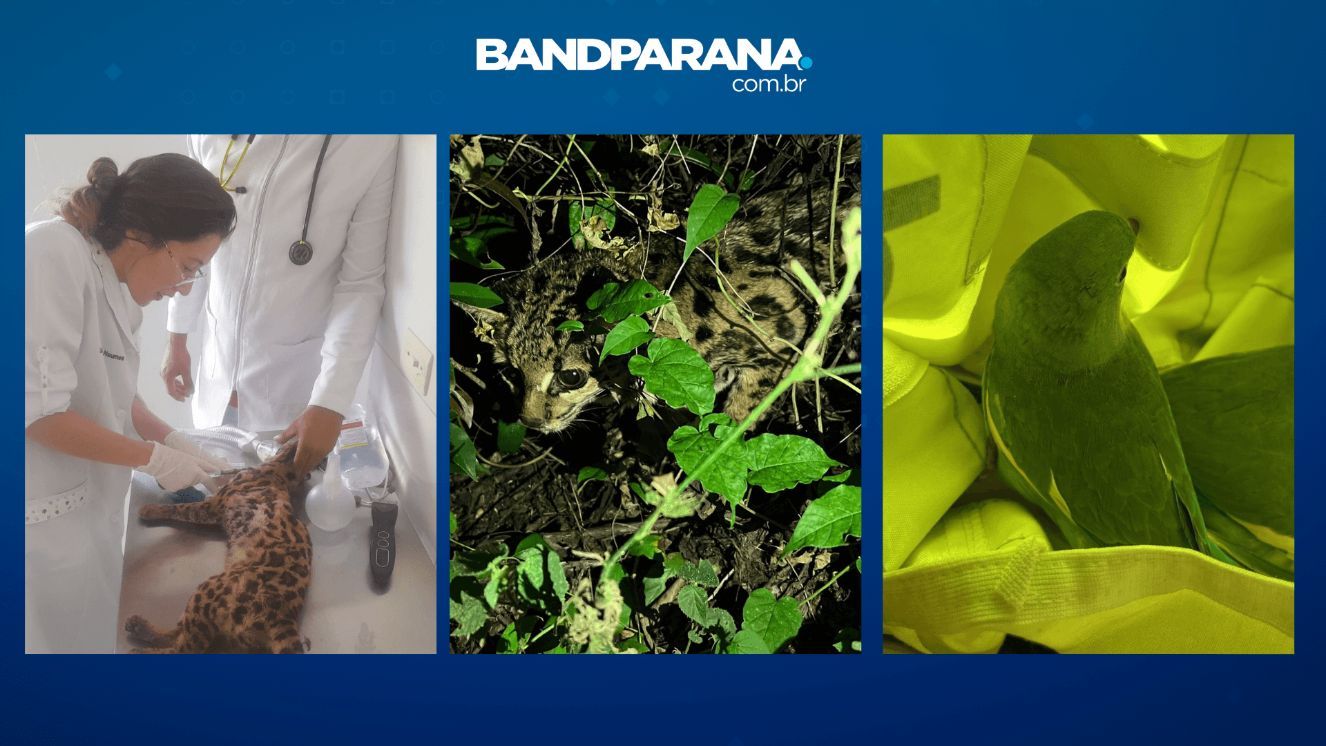 Concessionária do PR resgata 17 animais silvestres em rodovias