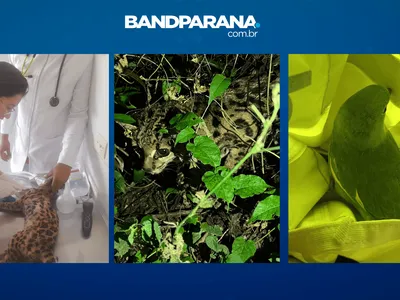 Concessionária do PR resgata 17 animais silvestres em rodovias