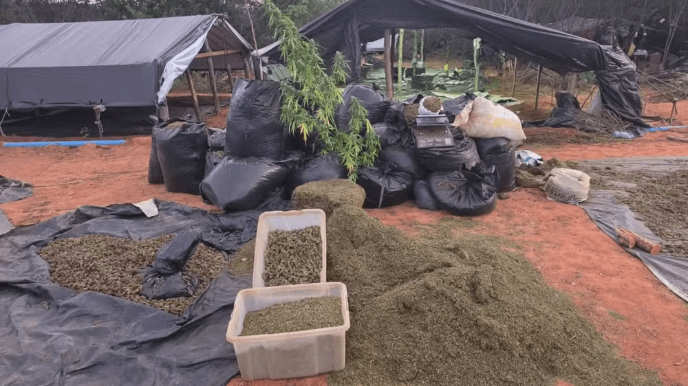 Descoberta de plantação de maconha no Ceará vira disputa política no estado