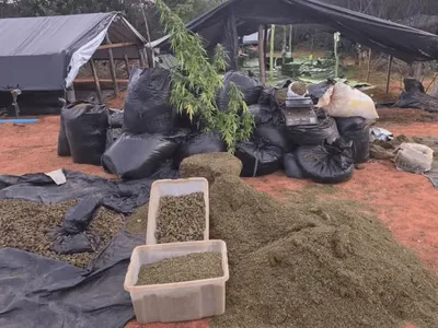 Descoberta de plantação de maconha no Ceará vira disputa política no estado