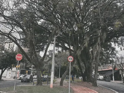 Campinas realiza poda de árvores em trecho de obras do piscinão