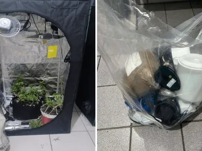 Jovem é preso com estufa de maconha dentro de casa em Potim