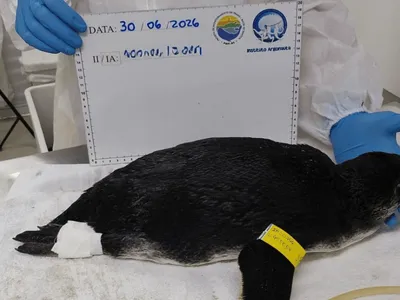 Pinguim-de-Magalhães é resgatado na Praia das Toninhas em Ubatuba