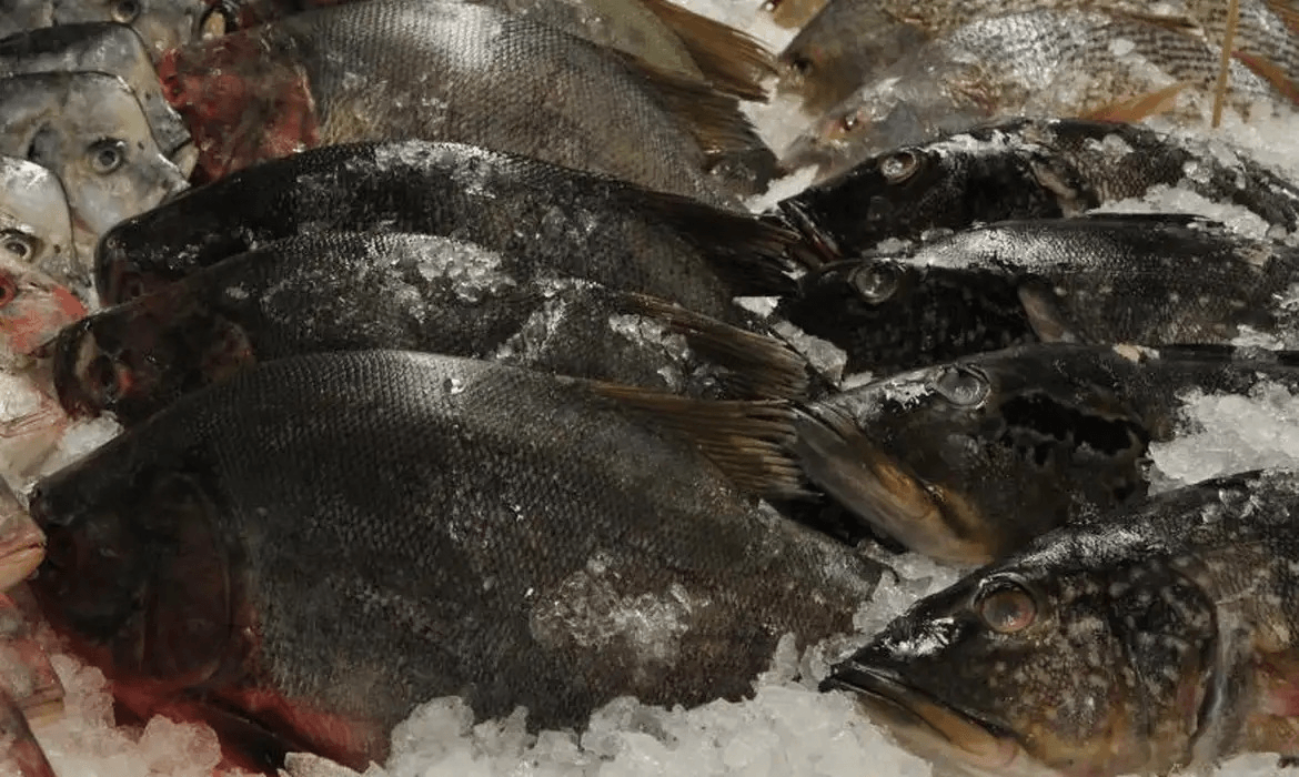 Ibama impede exportação ilegal de R$ 1,89 milhão em peixes no Galeão