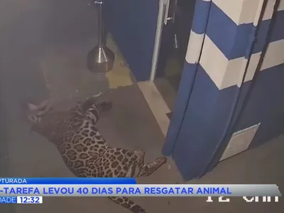 Onça-pintada de 100 kg é capturada após 40 dias no Paraná