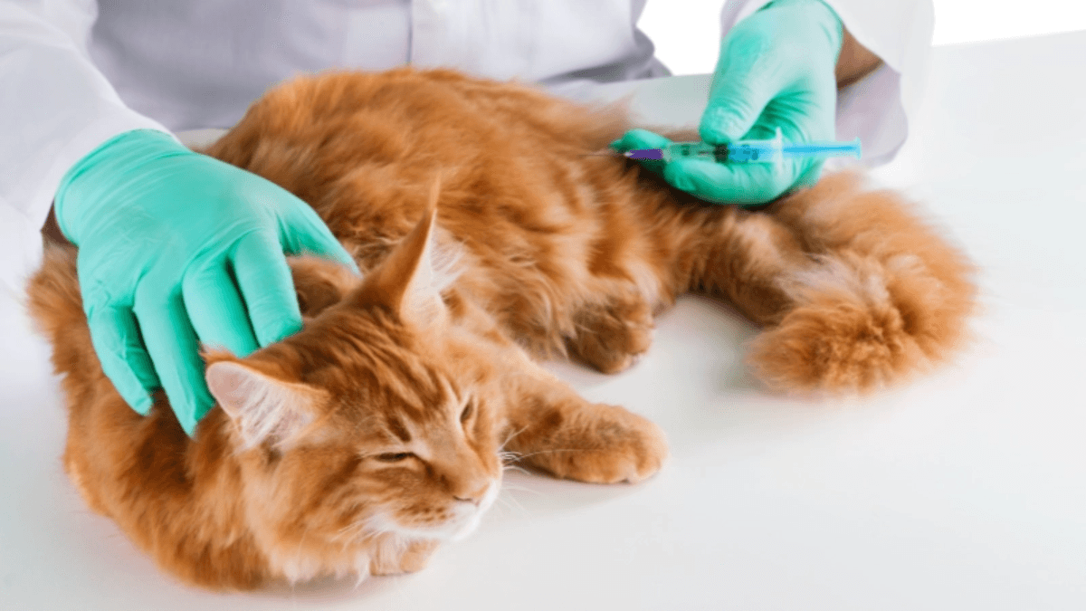 As 8 doenças graves que a vacinação pode evitar em cães e gatos!