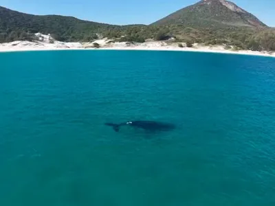 Baleia-jubarte é vista em área abrigada do mar de Arraial do Cabo