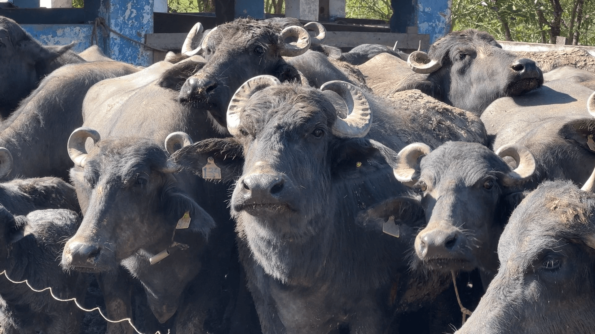Búfala de Piquete quebra recorde mundial com 40 kg de leite em um dia