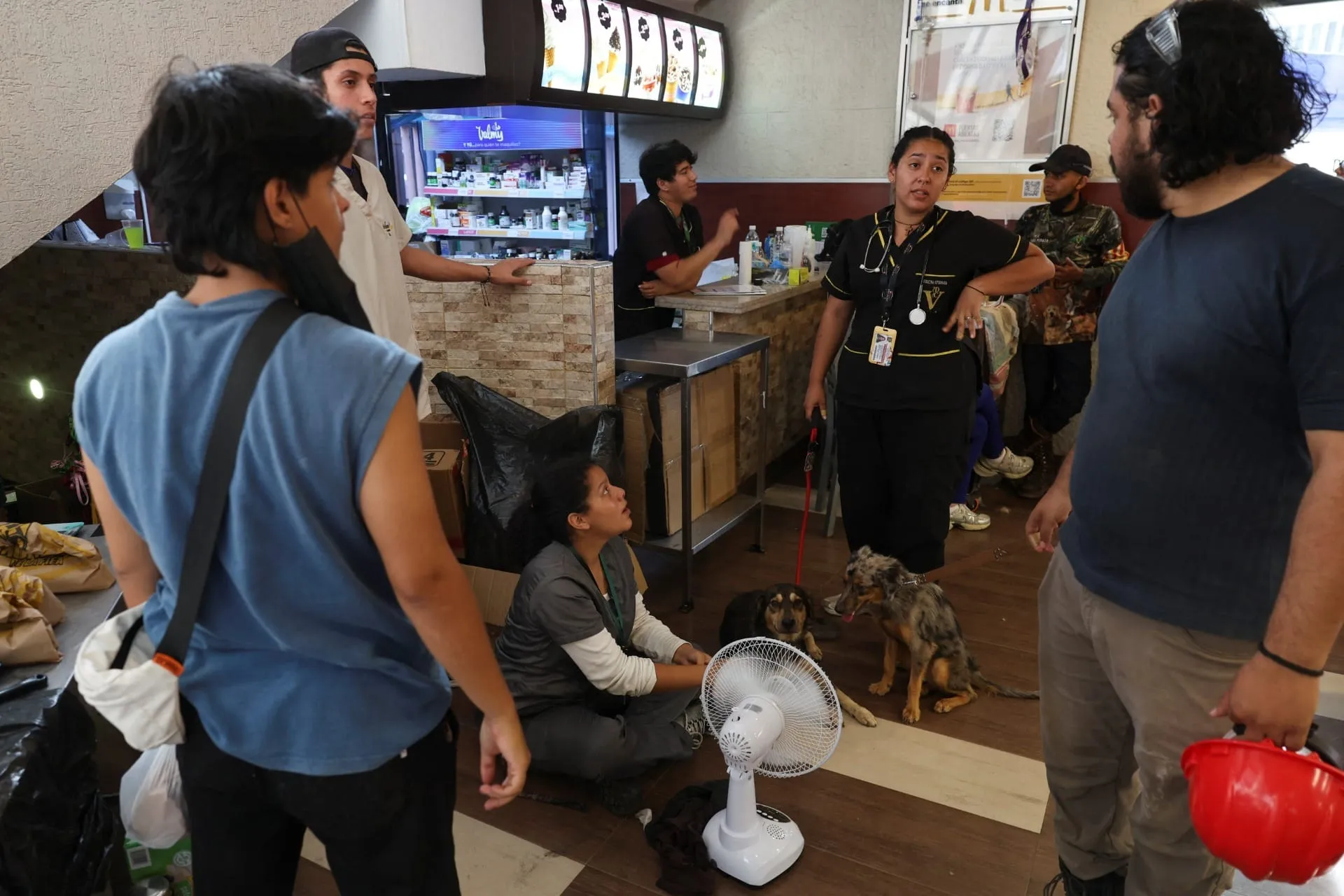 Voluntários improvisam local para cuidar e abrigar de animais vítimas de terremotos (REUTERS/Ricardo Arduengo)