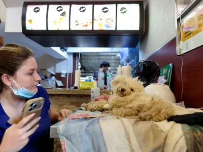 McDonald's da Venezuela vira 'hospital' para pets atingidos nos terremotos