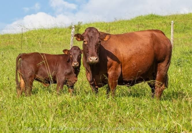Churrasco de qualidade é reflexo de investimento em genética e manejo