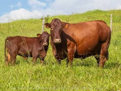 Churrasco de qualidade é reflexo de investimento em genética e manejo