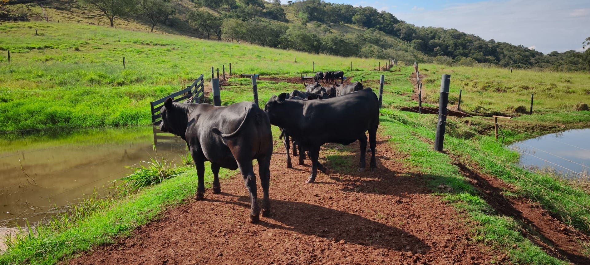 Pecuaristas criam nova raça de gado para produzir carne premium