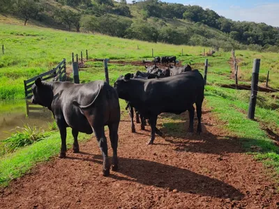 Pecuaristas criam nova raça de gado para produzir carne premium