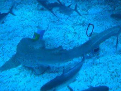 Tubarão do AquaRio aposta em vitória do Brasil em jogo contra Noruega