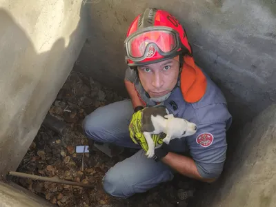 Filhote de cão desaparecido é resgatado de bueiro em Caraguatatuba