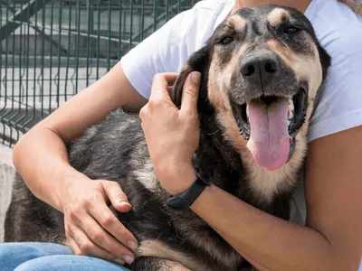 Votorantim cria canal para adoção e doação de cães e gatos