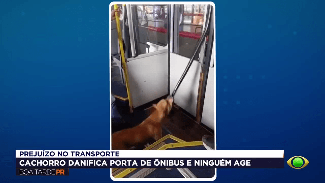Cachorro destrói porta de ônibus em Curitiba e veículo é recolhido