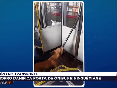Cachorro destrói porta de ônibus em Curitiba e veículo é recolhido