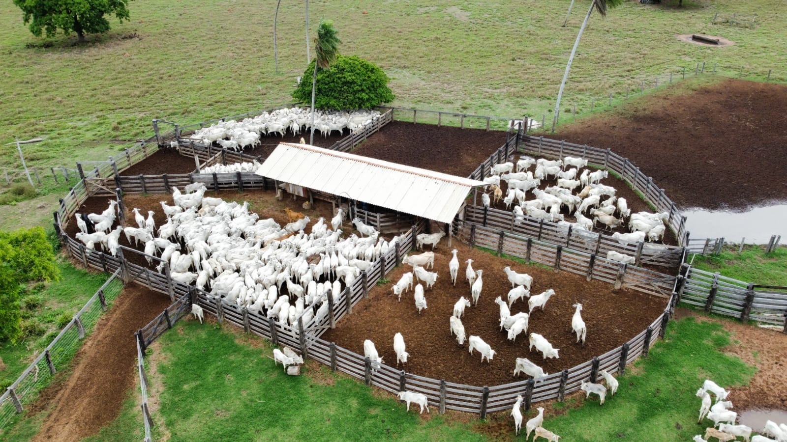 Abates de bovinos em Mato Grosso superam 3,65 milhões de cabeças em 6 meses