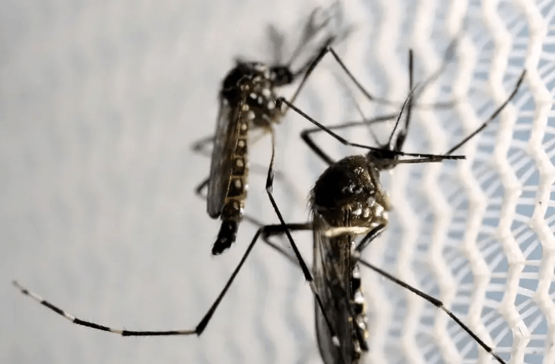 El Niño pode elevar em 73% os casos de dengue no Rio, aponta estudo