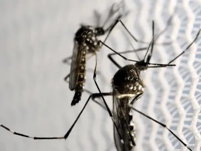 El Niño pode elevar em 73% os casos de dengue no Rio, aponta estudo