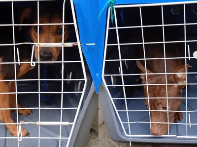 Vídeo: cães em situação de maus-tratos são resgatados em Ilhabela