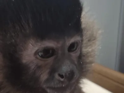 Polícia Ambiental combate tráfico de macaco-prego em Bady Bassitt