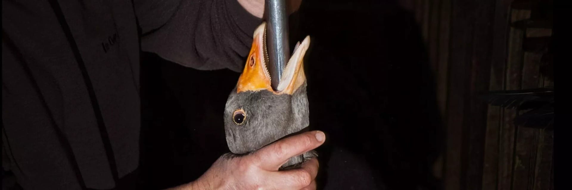 Proibição do foie gras no Brasil vai à sanção do presidente Lula