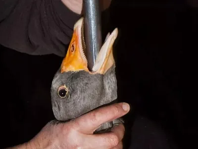 Proibição do foie gras no Brasil vai à sanção do presidente Lula