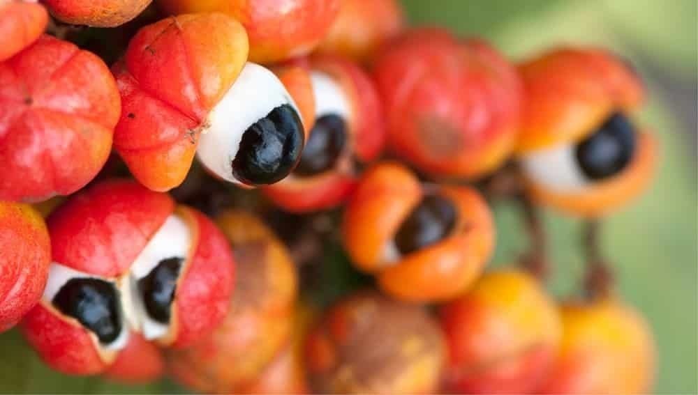Frutas do Brasil se destacam entre as 100 melhores do mundo; veja ranking