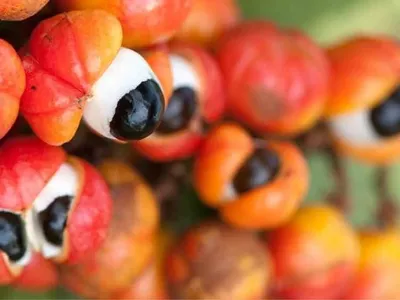 Frutas do Brasil se destacam entre as 100 melhores do mundo; veja ranking