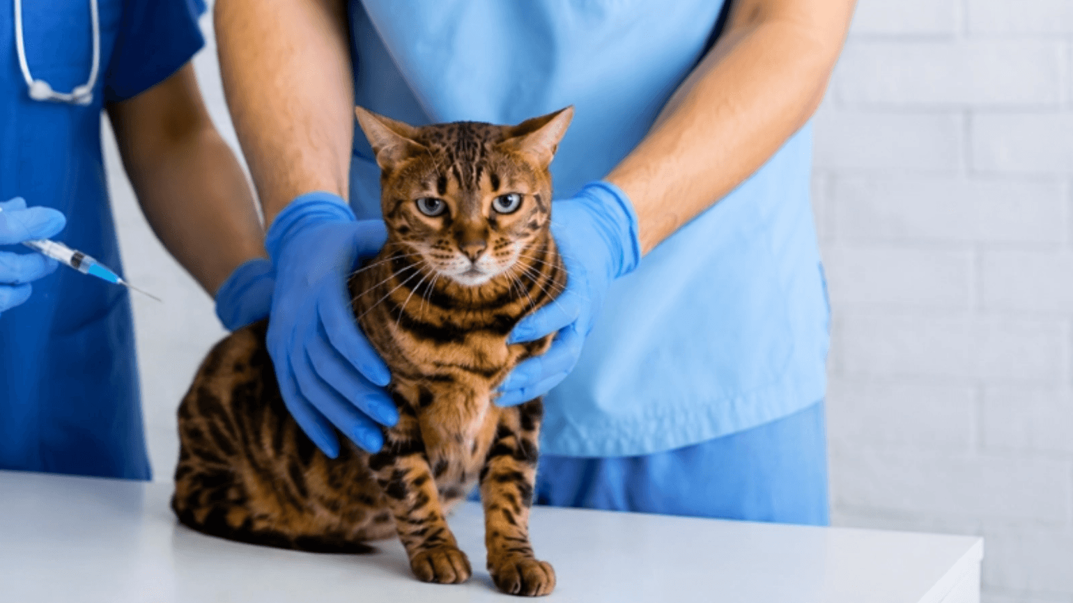 Meu pet perdeu uma dose da vacina. E agora?