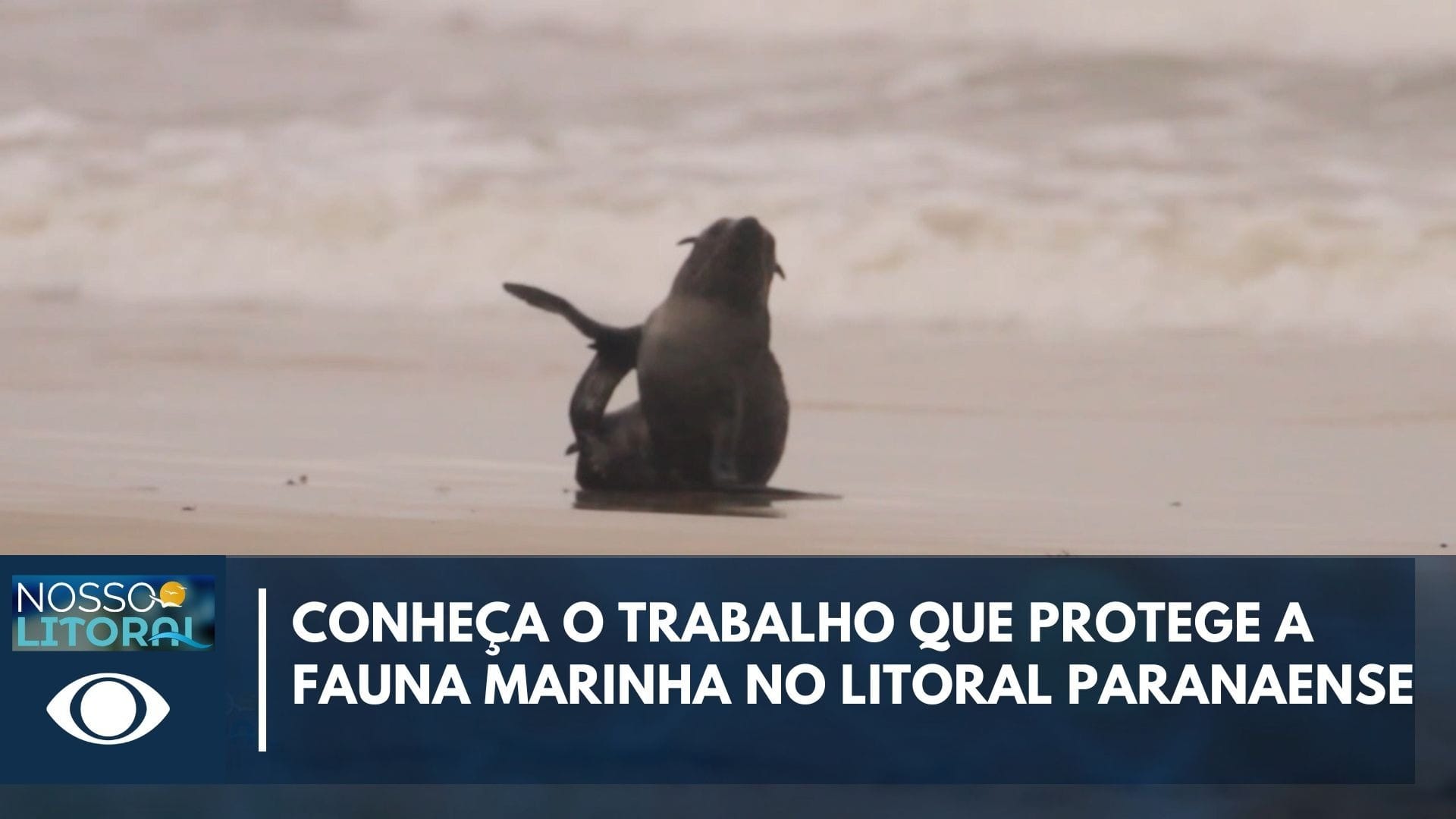 Migração de animais marinhos transforma o litoral do PR durante o inverno