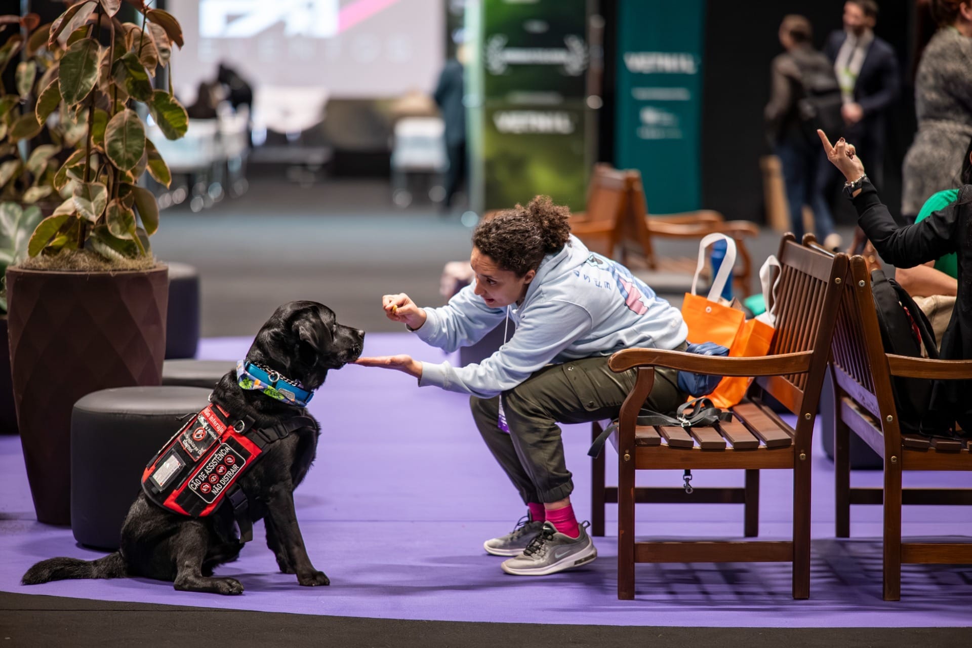 PET South America 2026 terá esportes para cães e testes de sociabilidade