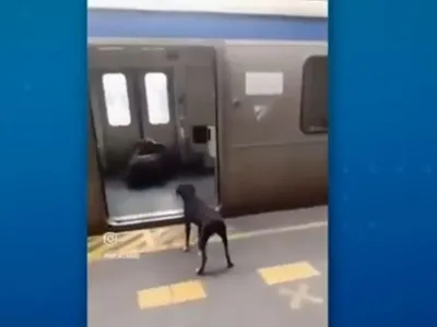 Boi invade estação de trem é perseguido por cachorro no Rio de Janeiro
