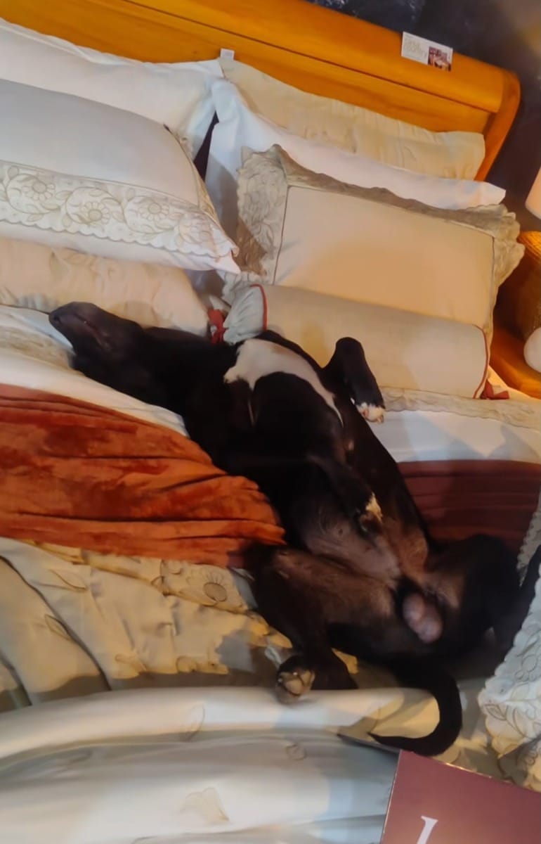 Cachorro invade evento, dorme em cama de luxo e é adotado por empresário