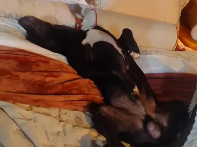 Cachorro invade evento, dorme em cama de luxo e é adotado por empresário