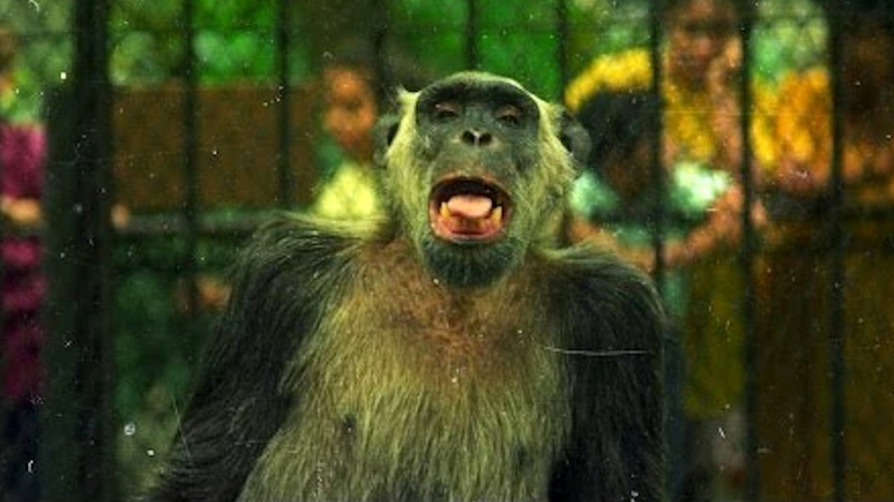 Rinoceronte e macaco já disputaram eleições e tiveram mais votos que homens