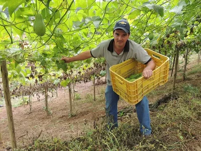Como produzir chuchu de qualidade com manejo agroecológico