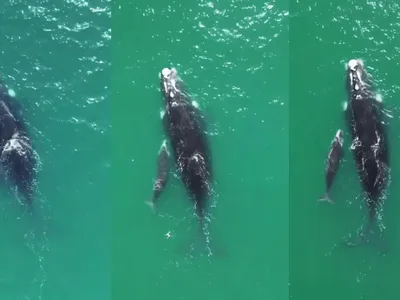 Baleia-Franca-Austral e seu filhote são vistos no litoral de São Sebastião