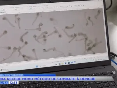Curitiba testa 'wolbitos' no combate à dengue em bairro de risco