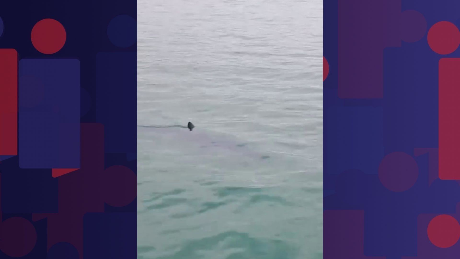 Tubarão-mako, que chega a 70 km/h, é flagrado na Baía da Ilha Grande
