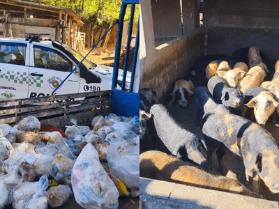 Maus-tratos: polícia apreende 800kg de carne e 52 porcos confinados