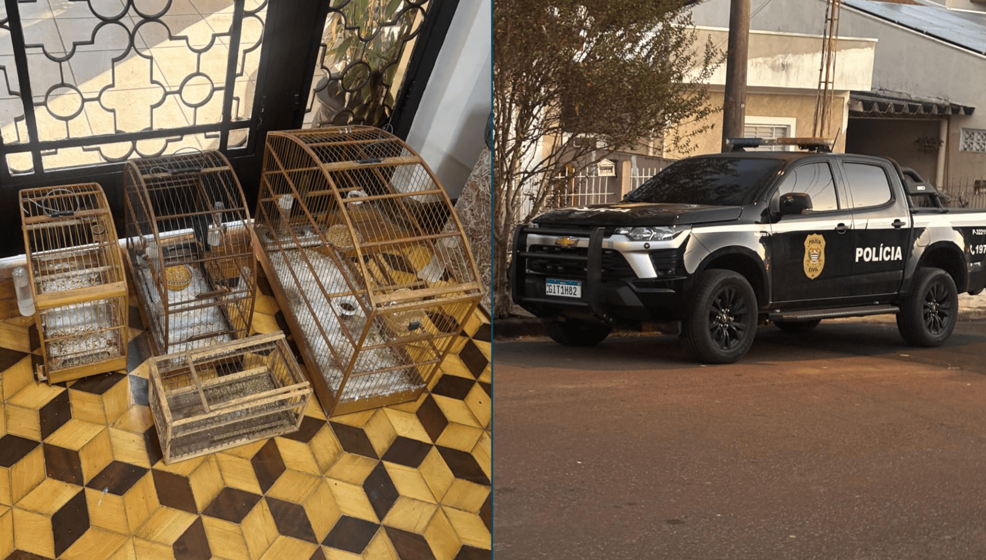 Aves mantidas em cárcere foram resgatadas pelos agentes