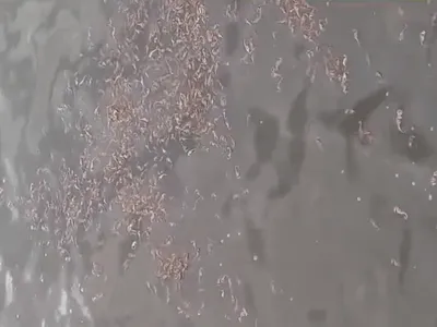 Caixa com cavalos-marinhos mortos é encontrada na Baía de Guanabara