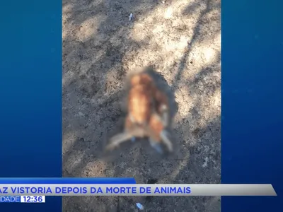 IAT investiga morte de animais na Lapa por suspeita de onça