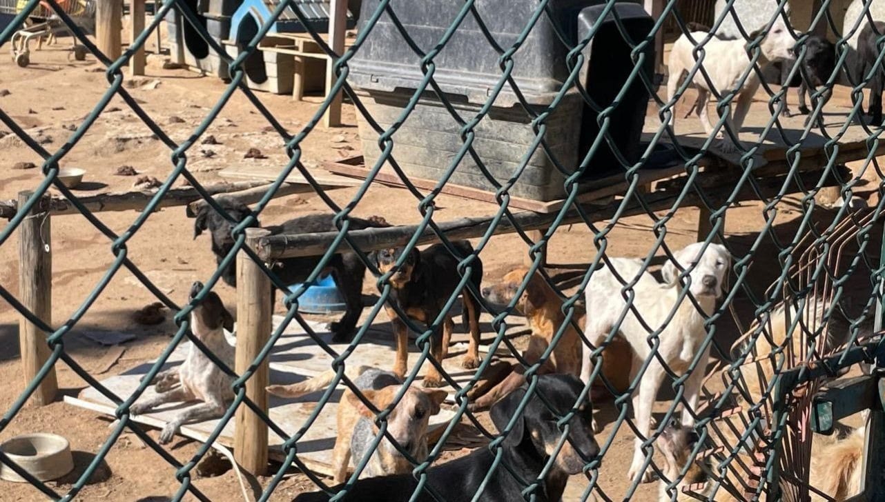 Polícia Civil apura condições de ONG de animais em Sorocaba