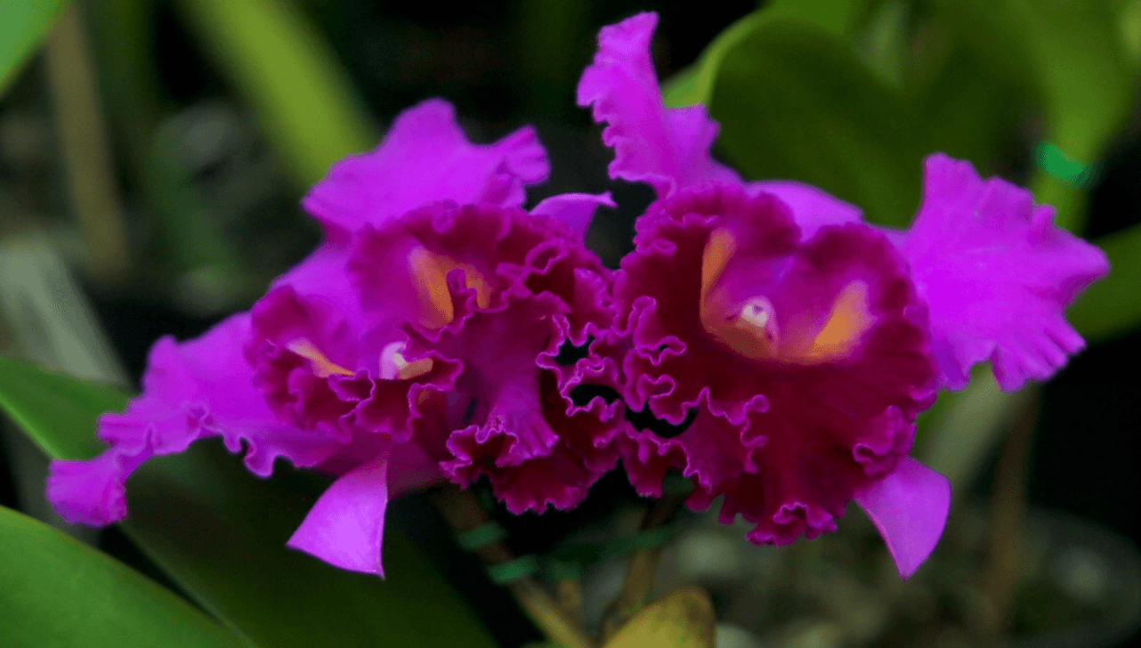 Exposição reúne oportunidade de conhecer e adquirir orquídeas