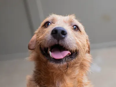 Curitiba instala totens virtuais em shoppings para adoção de pets